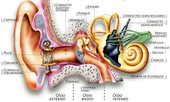 Patologías del oido I: Otitis del nadador